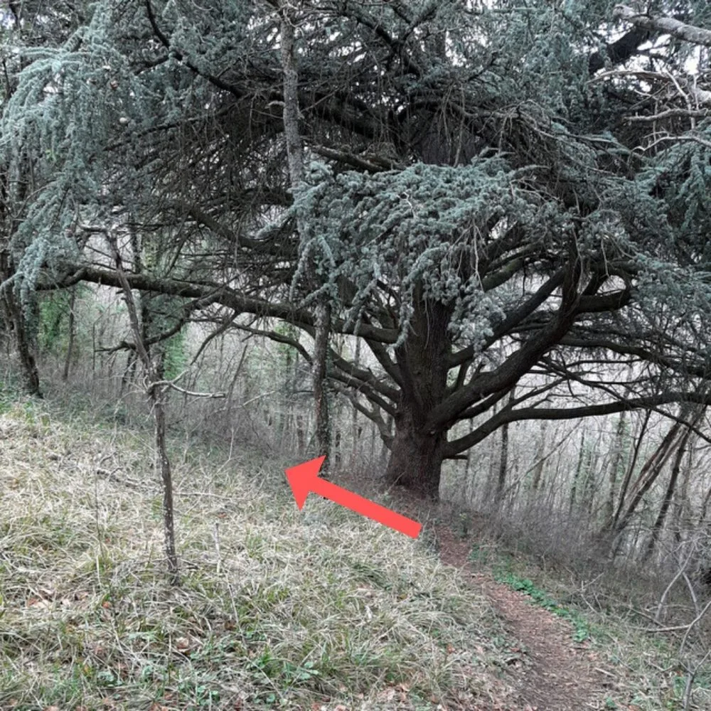 Le tronc imposant du grand arbre majestueux