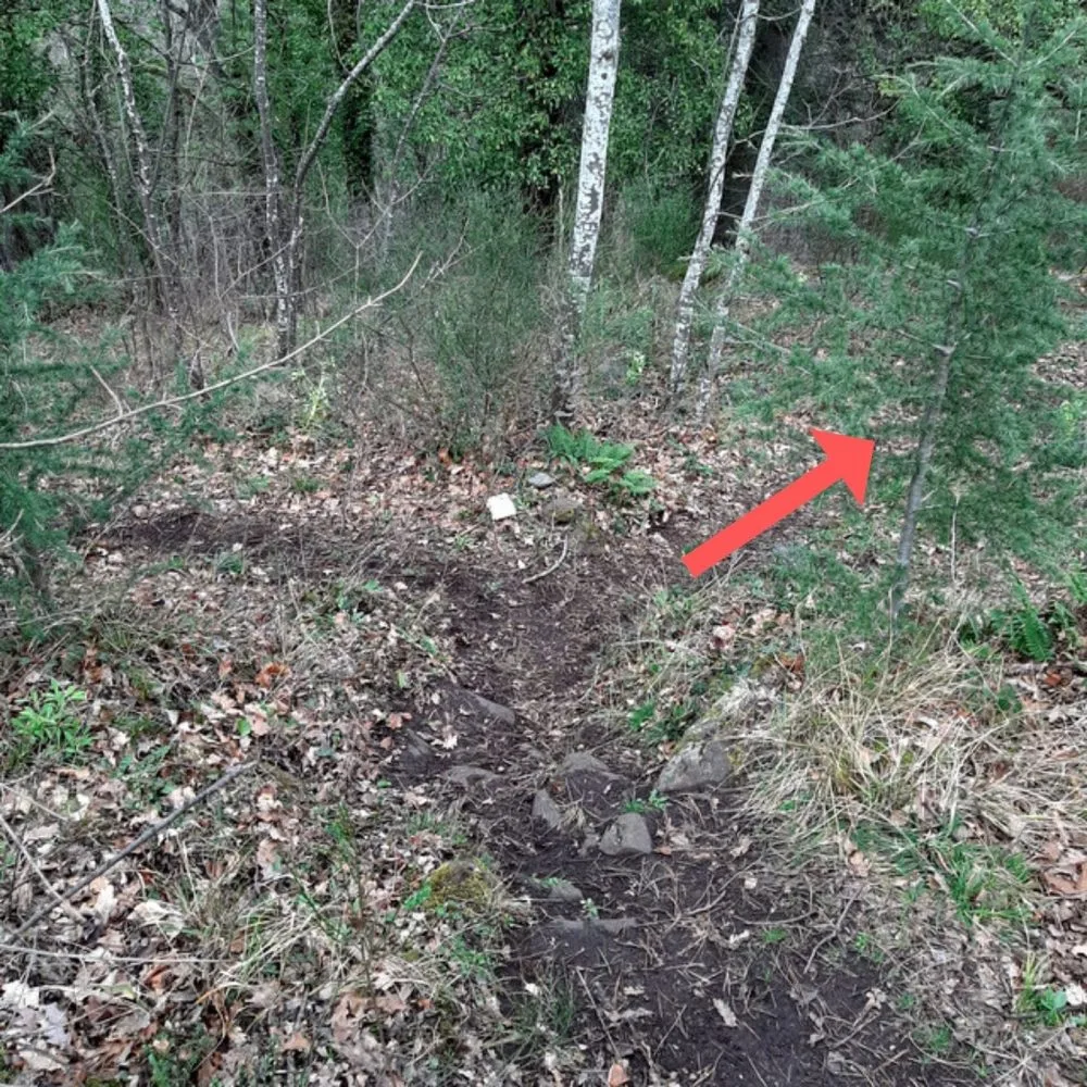 Bifurcation menant au grand arbre
