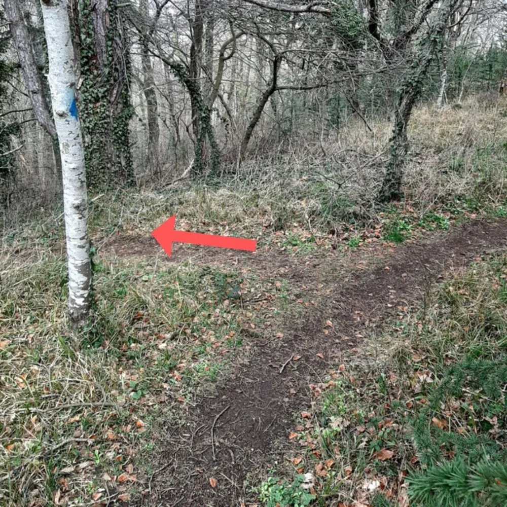 Le carrefour forestier du grand arbre